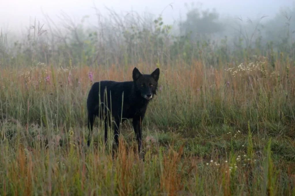 CPW Kills Second One Ear Wolf After Cattle Attacks Persist