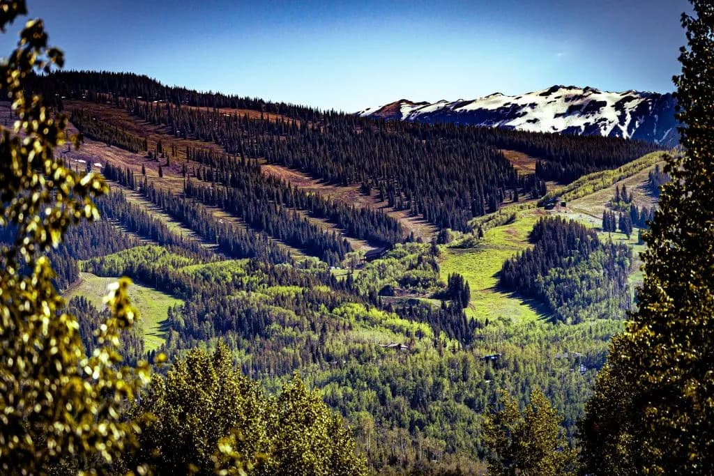 Snowmass Village Allocates $1 Million for Wildfire Mitigation
