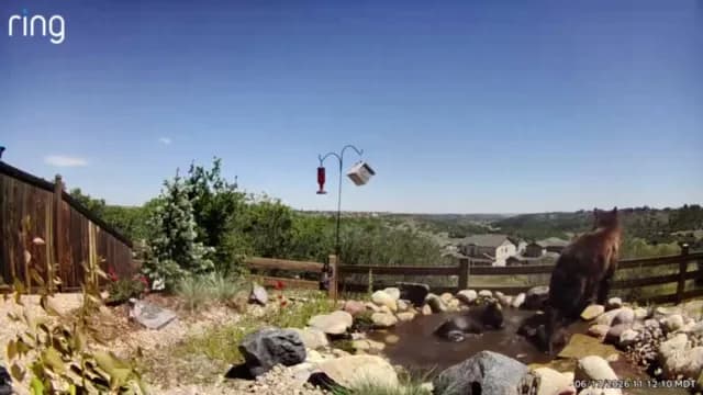 Castle Rock Resident Watches CPW Shoot Named Bear Melanie
