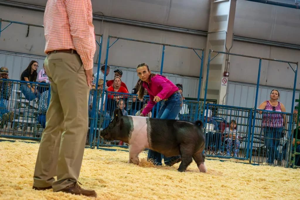 45 Exhibitors Compete in Routt County Fair Swine Show