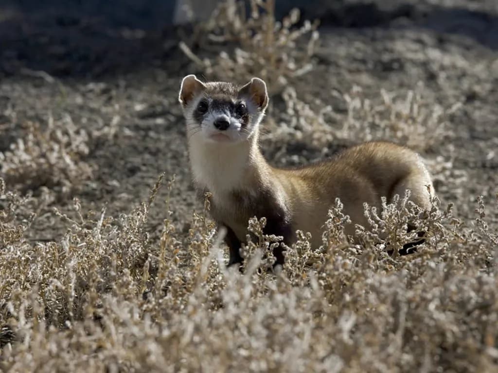 Colorado Sues Federal Agencies Over New Wildlife Habitat Rules