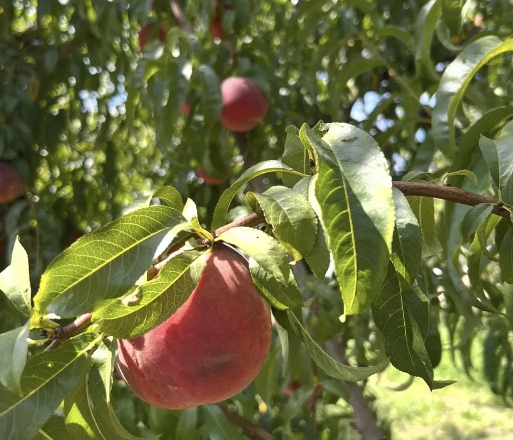 Gov Polis Signs Law Protecting Palisade Peach Label