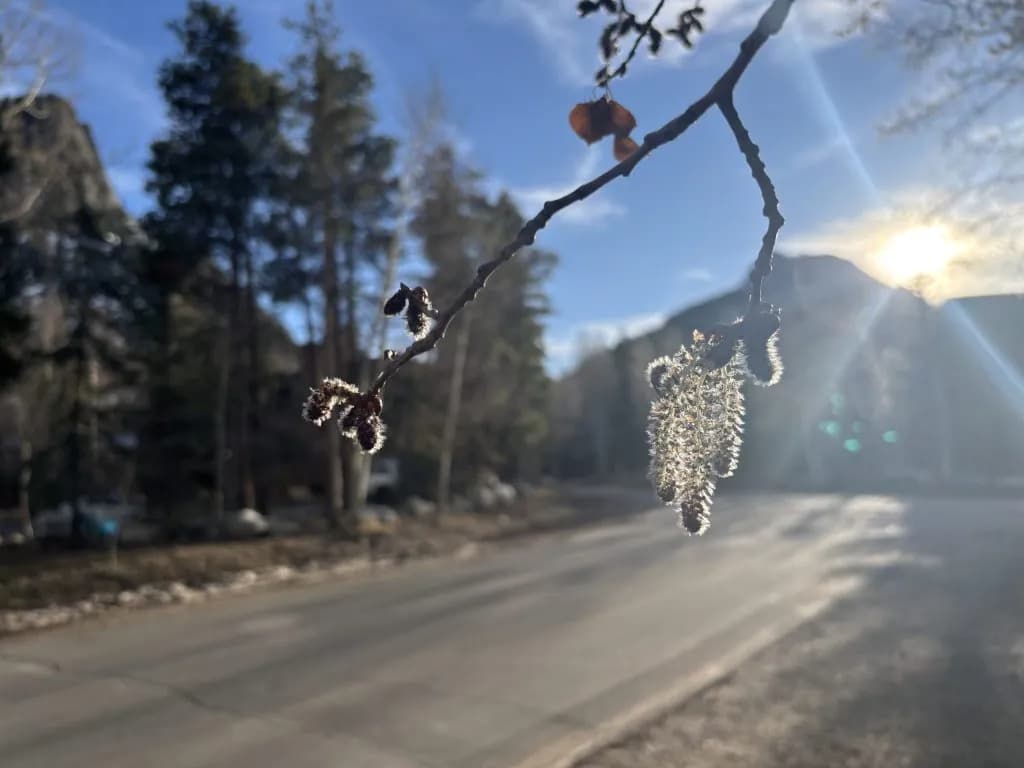 Colorado Sees Record Early Spring Due to Heatwave