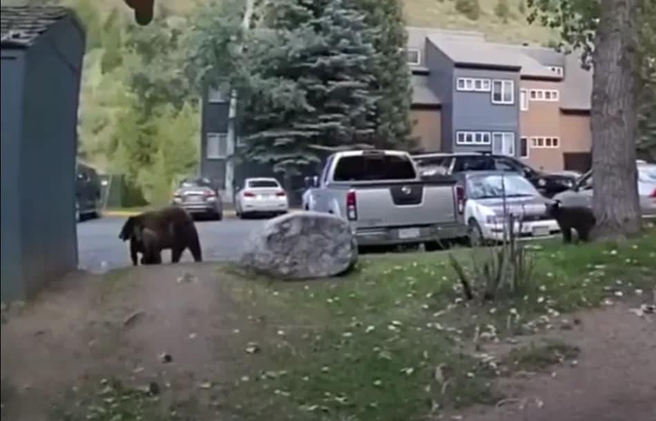 Eagle Deputy Shoots Bear Charging at River Run Crowd