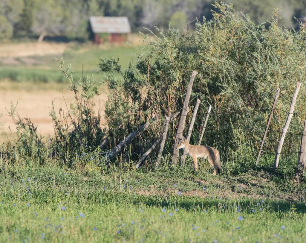 Hunters Sue Colorado Over Sudden Two-Per-Day Furbearer Bag Limit