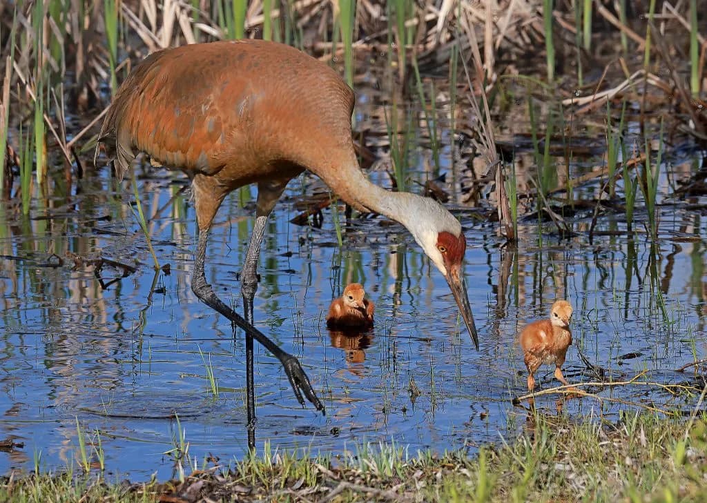 Colorado Crane Conservation Coalition Watches for Sandhill Crane Hatch in Hayden