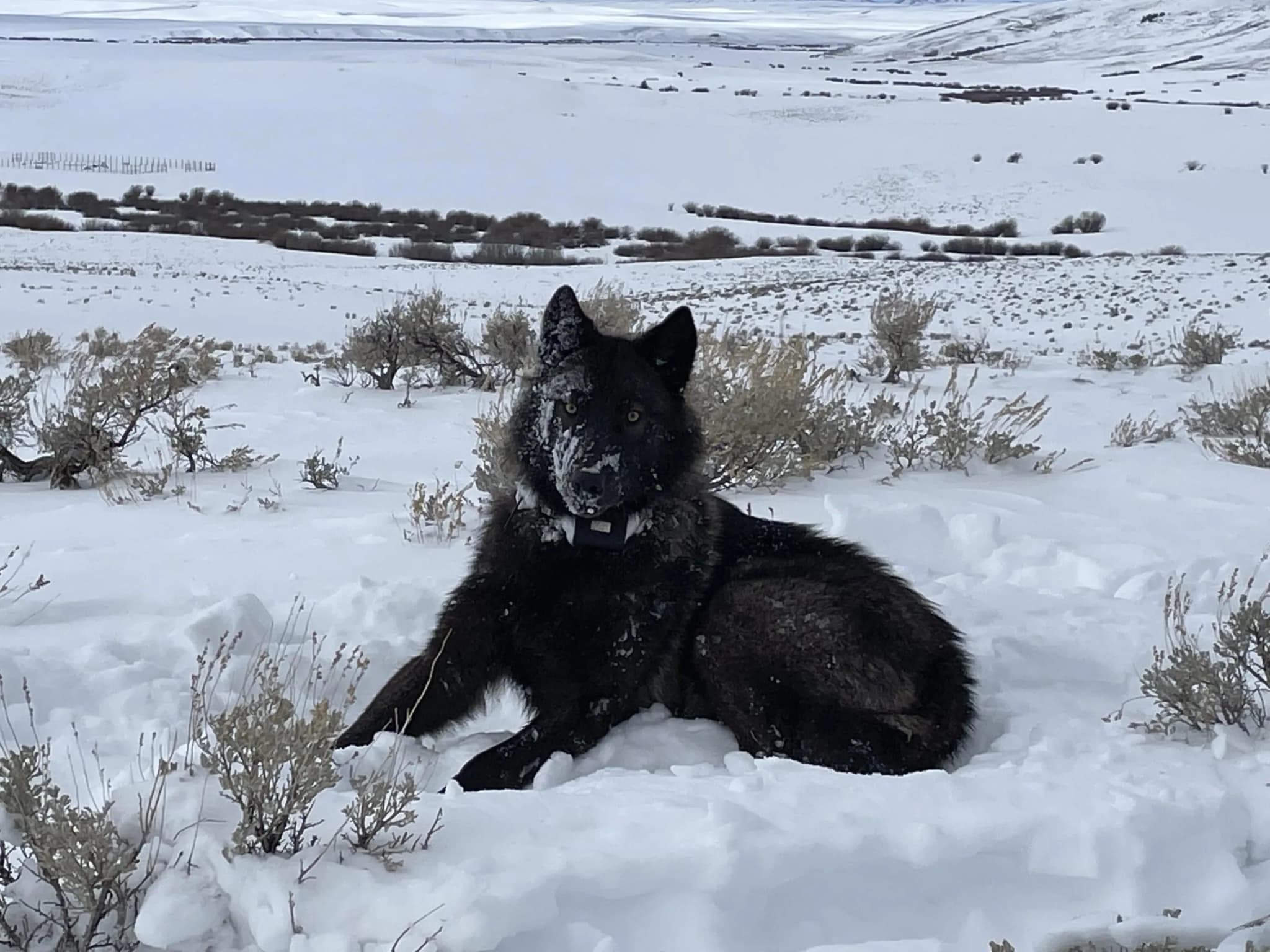 CPW Issues $140 Fine to Hunter Who Killed Translocated Wolf