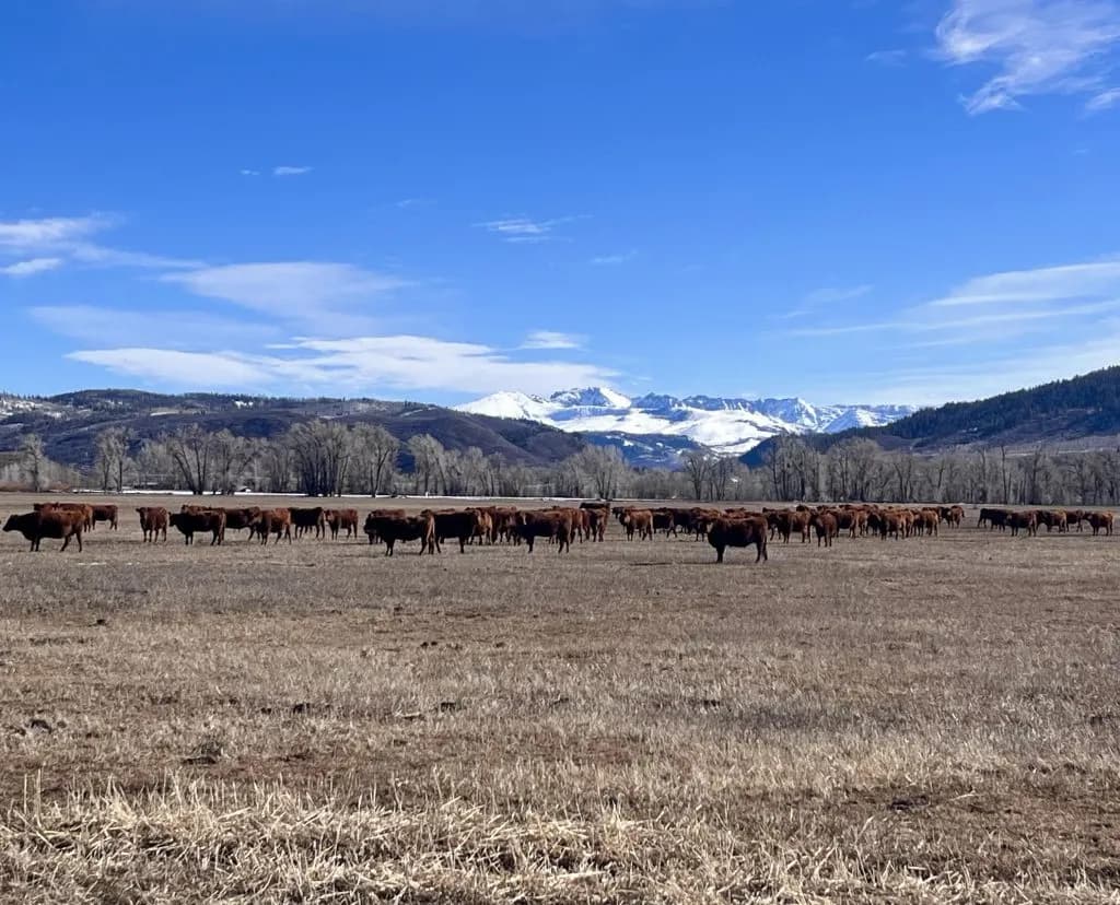Low Snowpack Stresses Routt County Ranchers and Hay Yields