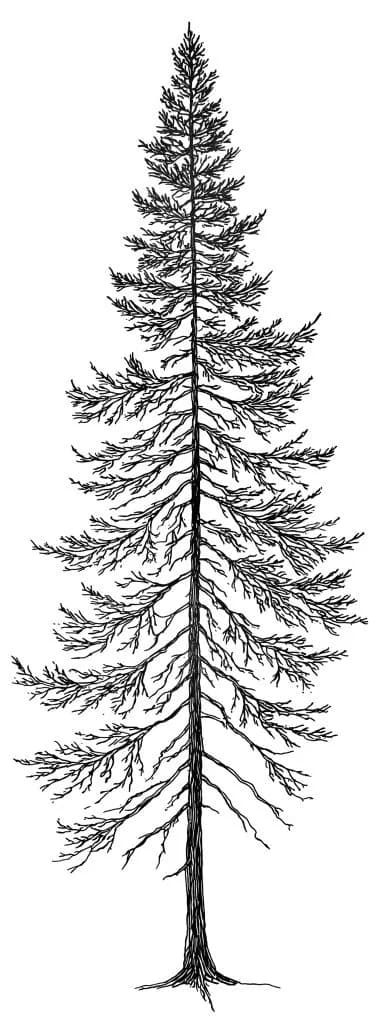 Aspen Launches 'Dear Trees' Public Art Installation