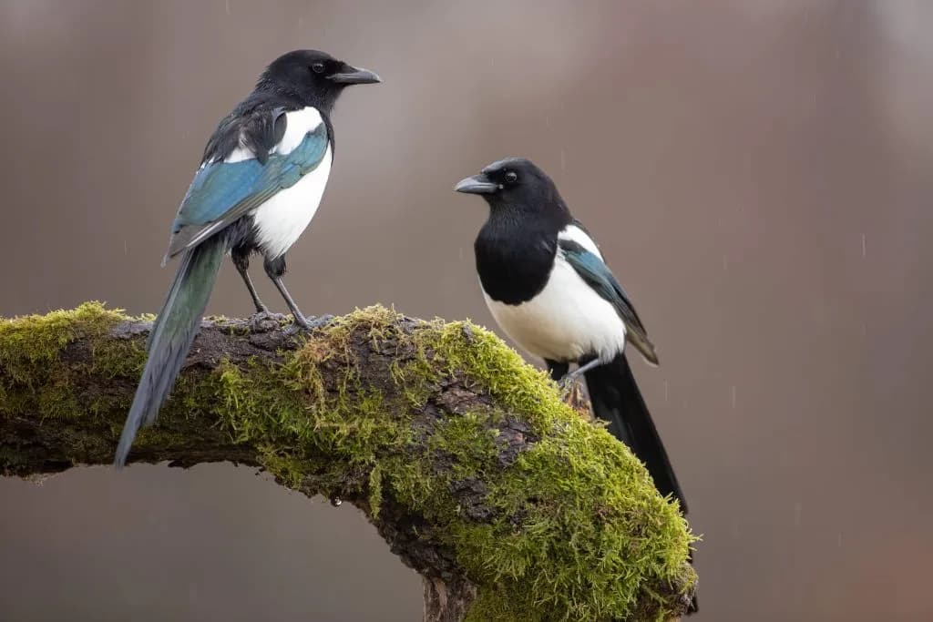 Valley Residents Learn to Appreciate Magpies