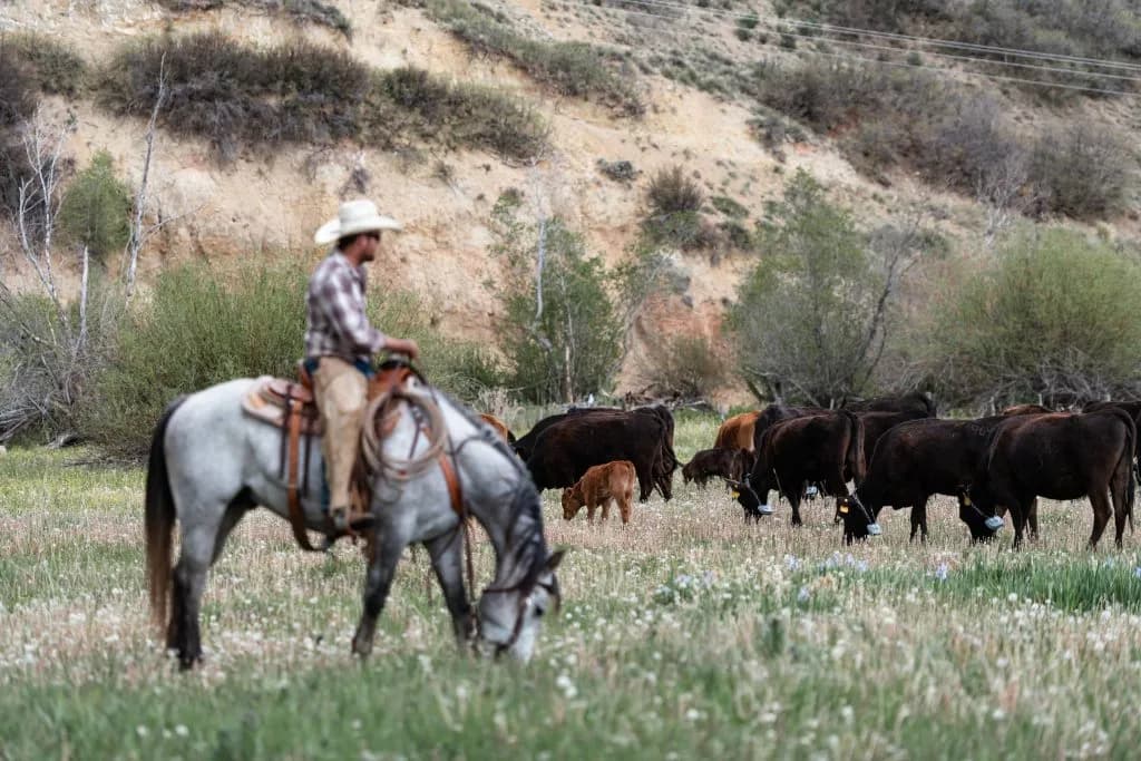How Consumer Demand Drives Cattle Industry Innovation and Costs