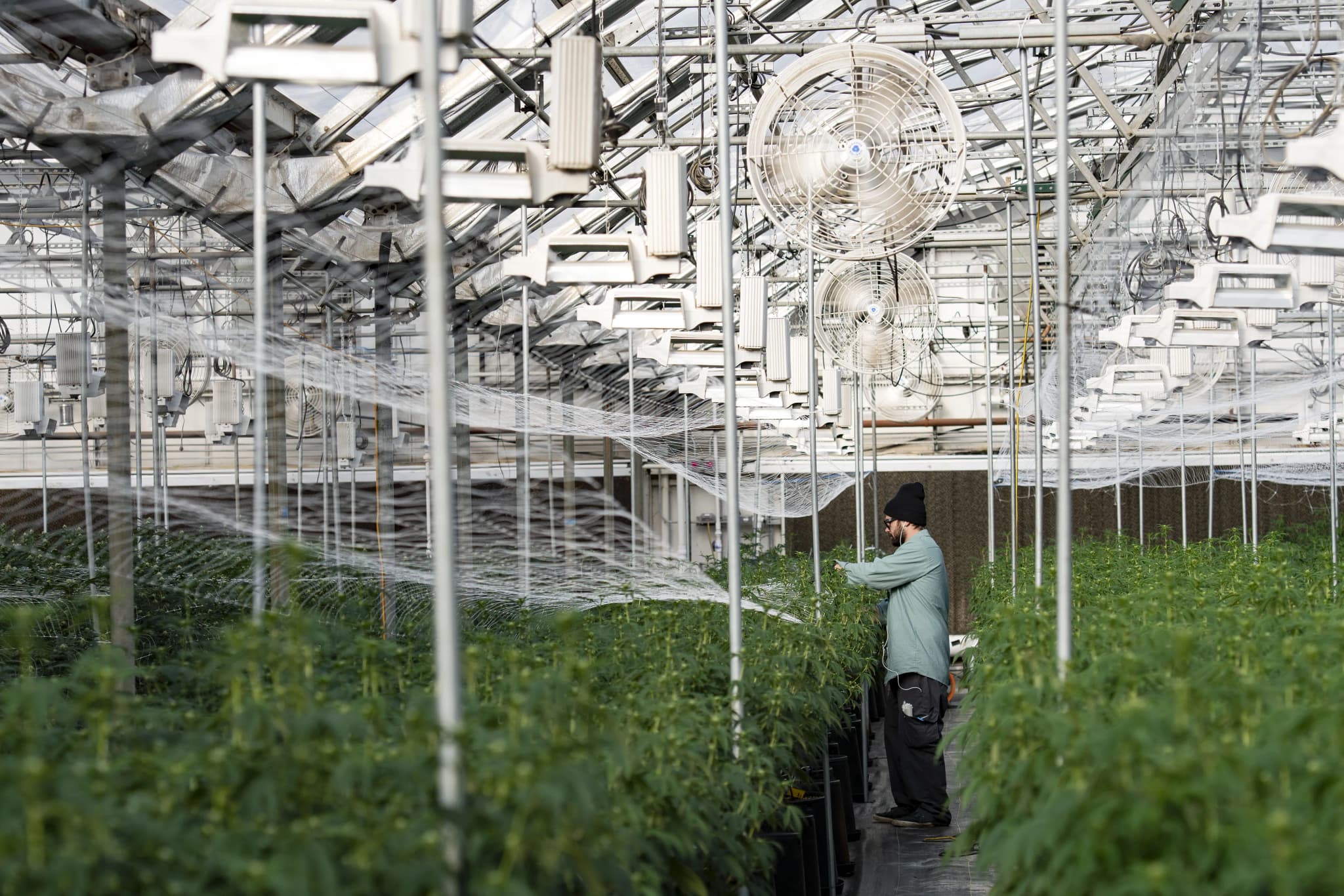Western Slope Cannabis Industry Reacts to Schedule Change