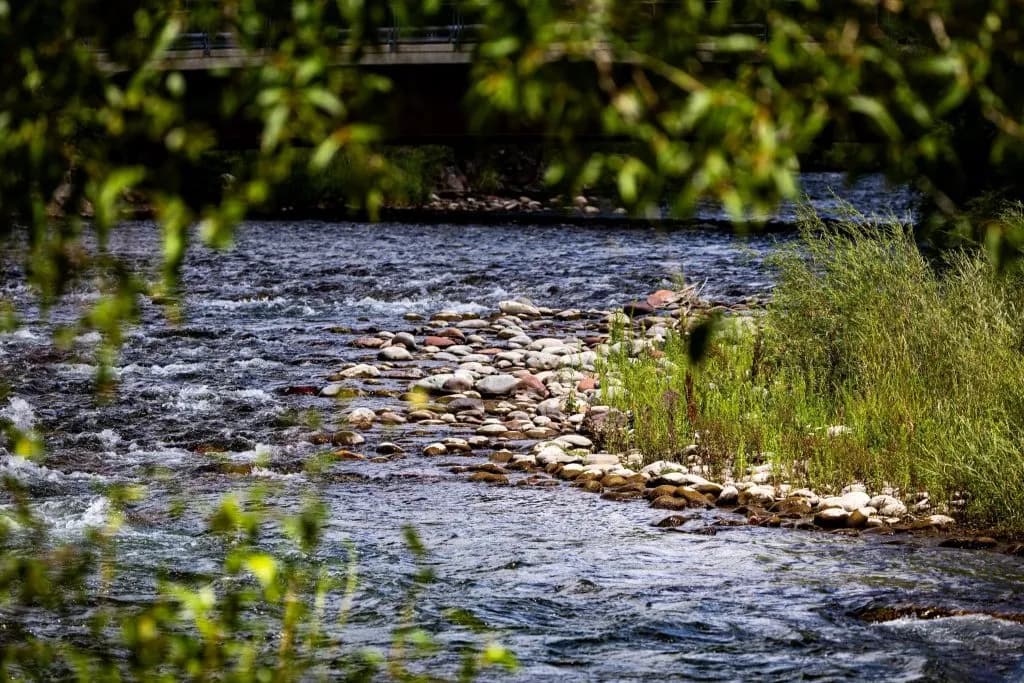 The Yampa River runs low and slow, the water thinning out over the gravel bars as it winds through Routt County