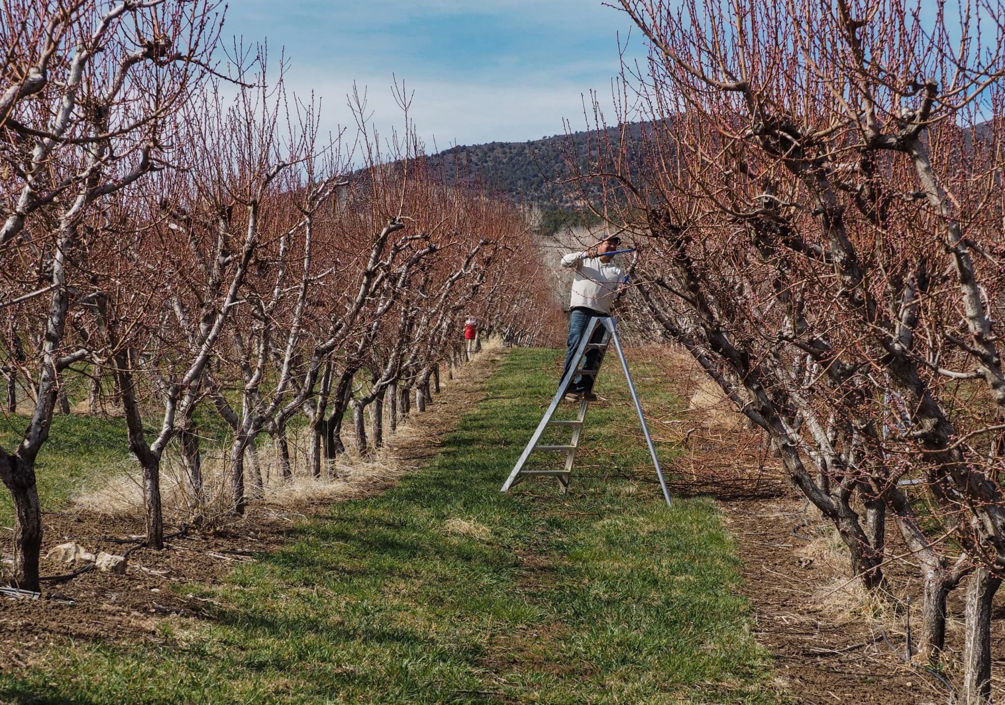 Colorado Farmworkers Face Pay Cut Due to Federal Rule Change