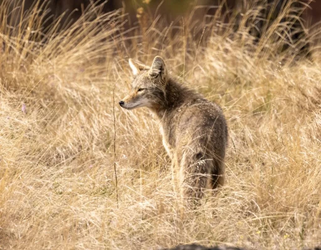 Colorado Limits Daily Furbearer Hunting to Two Per Species