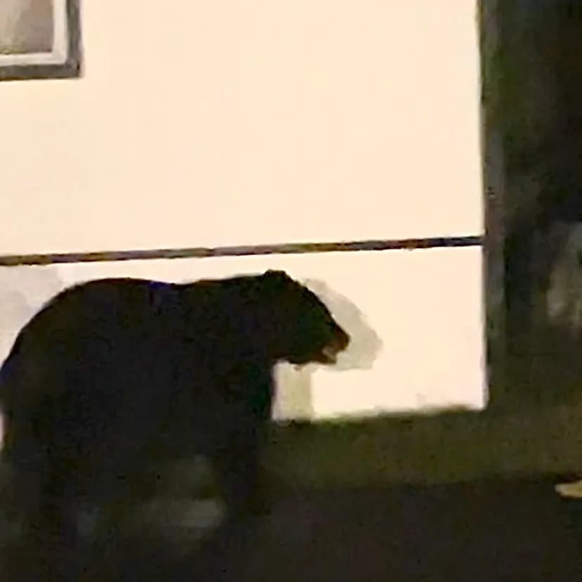 Avon Police Fire Bean Bag Bullets to Evade Bear Crisis