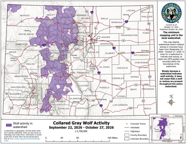 Colorado Wolf Map Shows 45 Animals Scattered Across Western Slope
