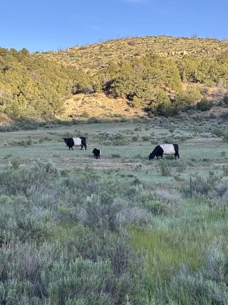 Northwest Colorado Ranchers Face 50 Percent Herd Losses Amid Federal Water Plan
