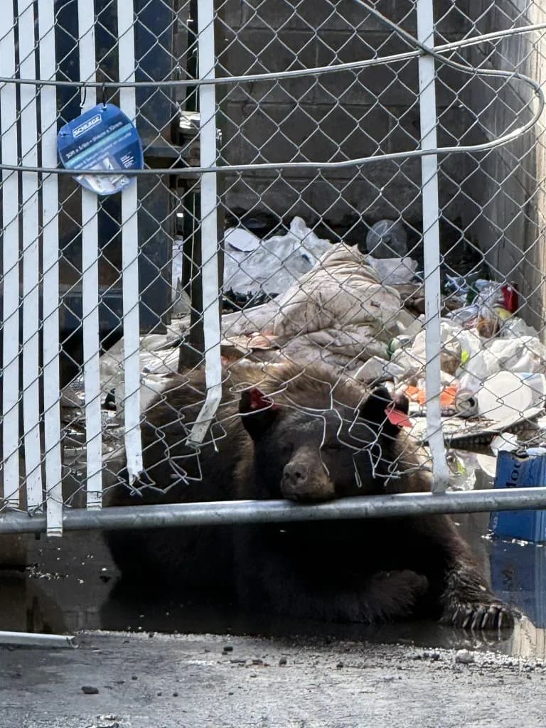 Routt County Bear Incidents Spike 410% This Summer