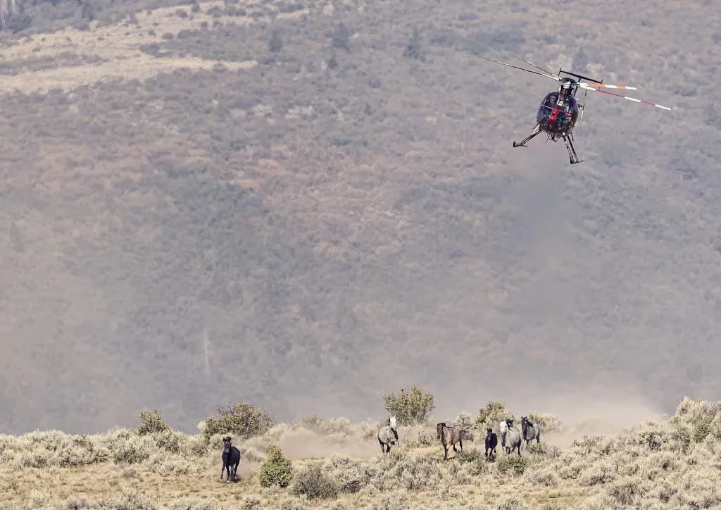 BLM Helicopter Drive Traps Wild Horses in Piceance Basin