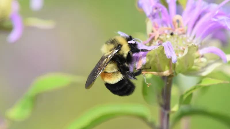 Xerces Society Recruits Volunteers for Western Colorado Bumble Bee Atlas