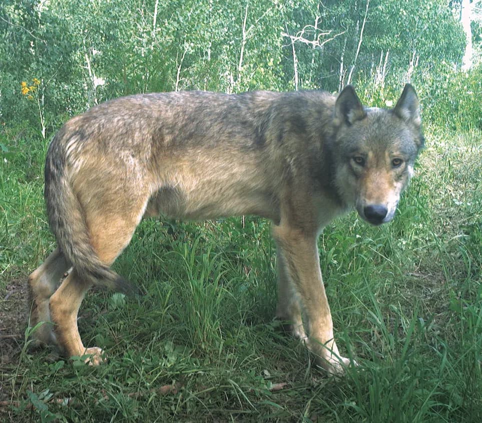 Glenwood Springs Debate Flares Over Hunter's $139.50 Wolf Fine