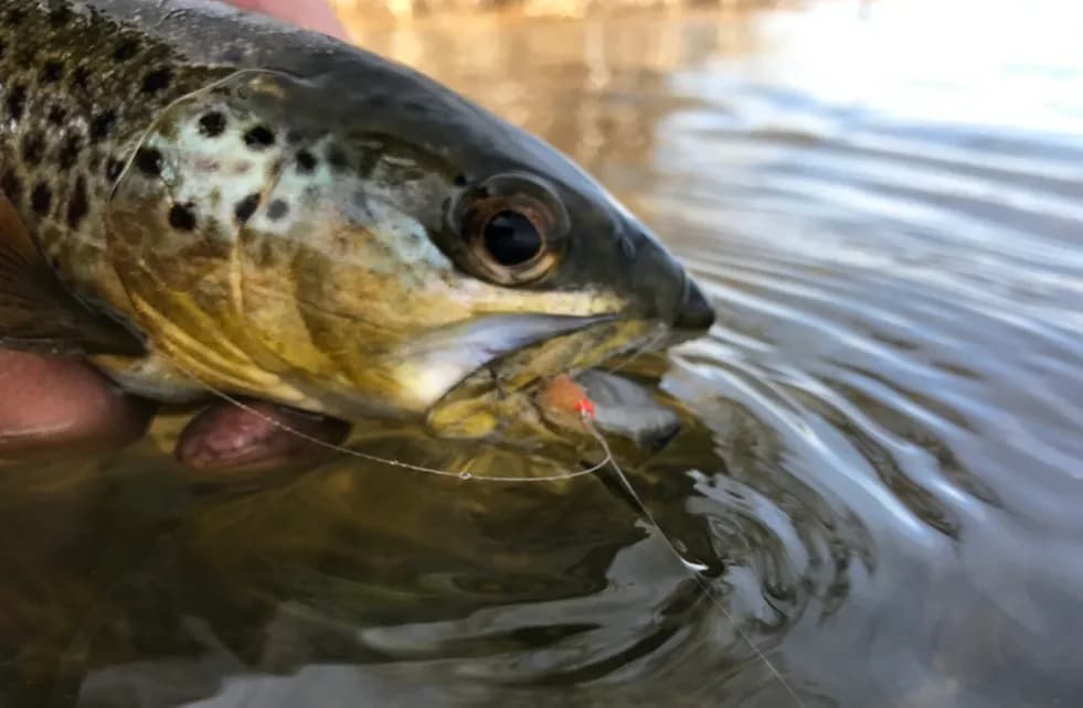 Vail Daily Writer Chases Brown Trout on Montana's Bighorn River