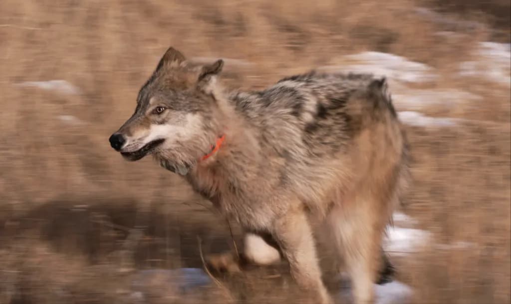 Colorado Parks and Wildlife Kills Wolf After Four Calf Attacks