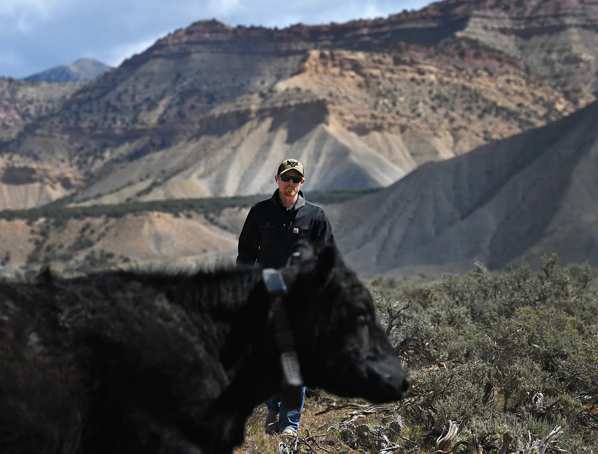 Western Slope Ranchers Use Satellite Collars to Track Wolves