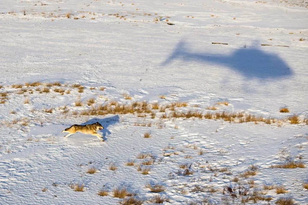 Colorado Parks and Wildlife Ends Search for Rogue Wolf