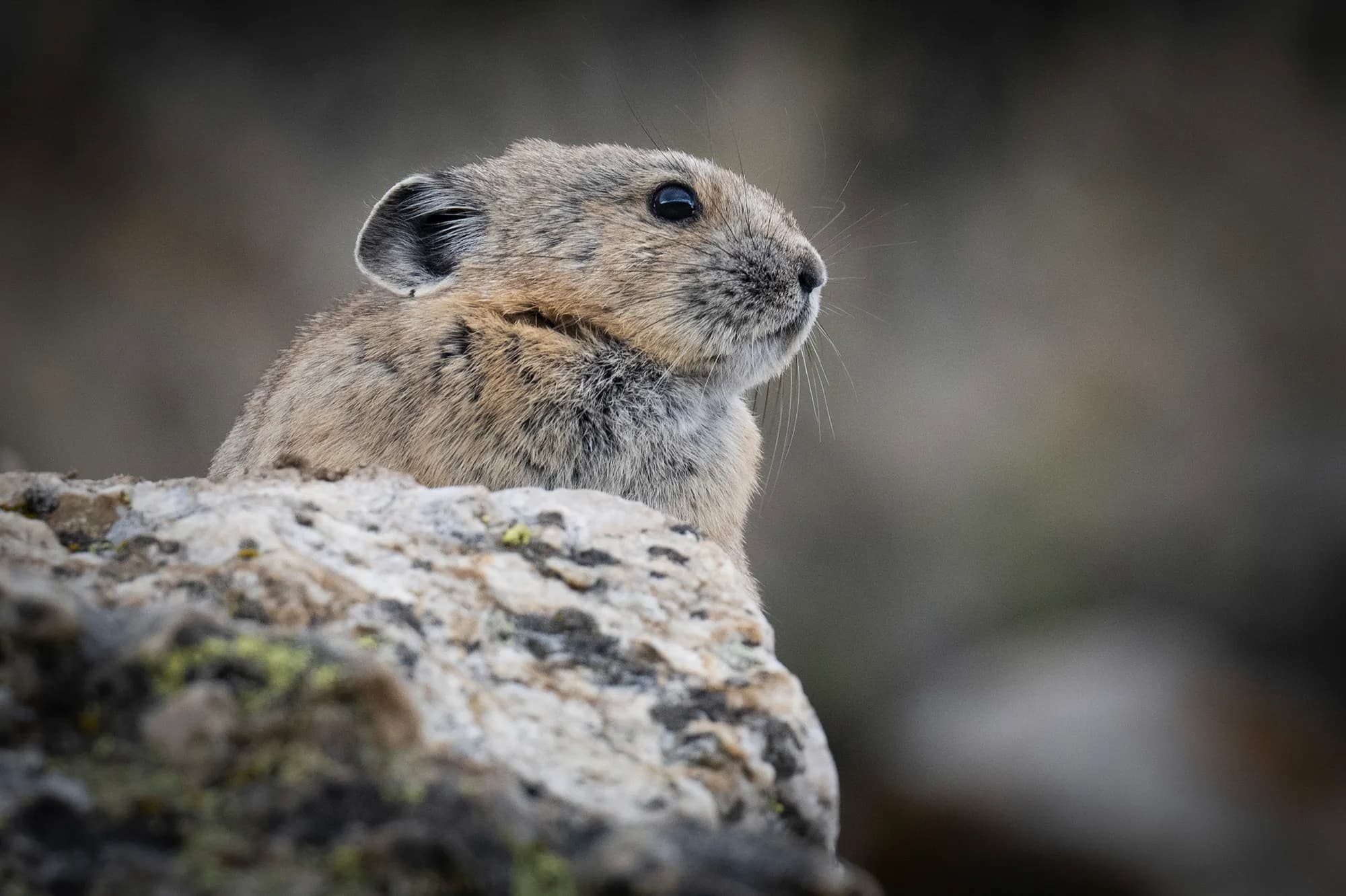 Colorado Volunteers Track Vanishing Pikas in Alpine Boulder Fields