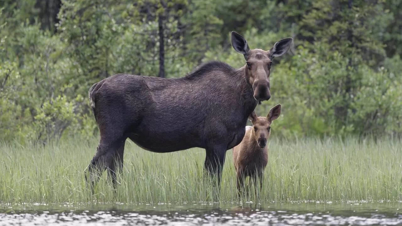 Winter Park Woman Injured After Moose Charges Dog Walker
