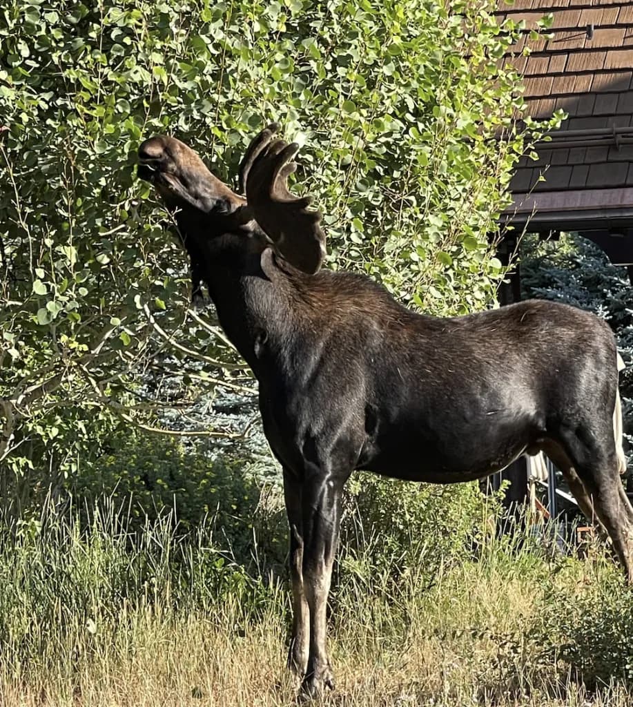 Aspen Wildlife Coordinator Warns of 17 Moose Sightings