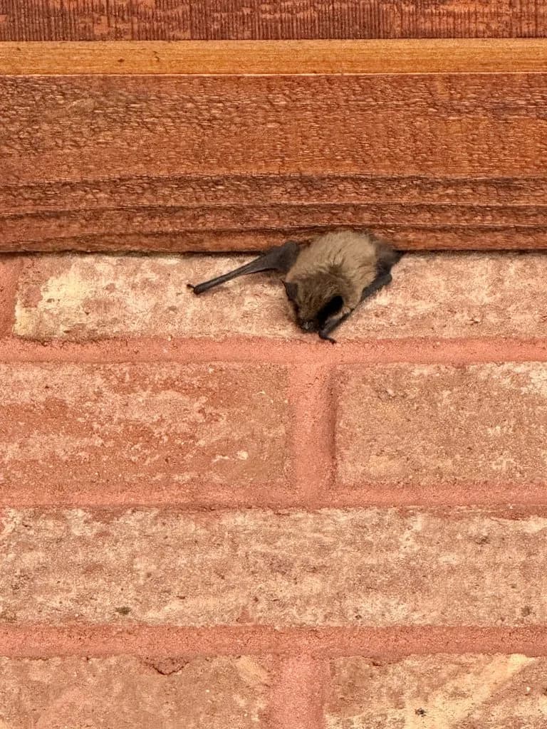 Aspen Hunter Creek Residents Live With Bat Invasion