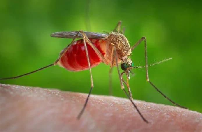 UCHealth Expert Explains West Nile Virus Symptoms and Prevention