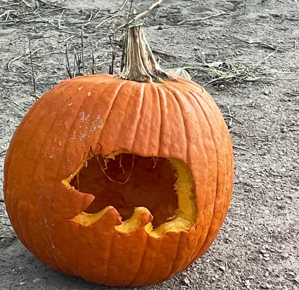 Steamboat Wildlife Manager Warns Halloween Pumpkins Attract Bears