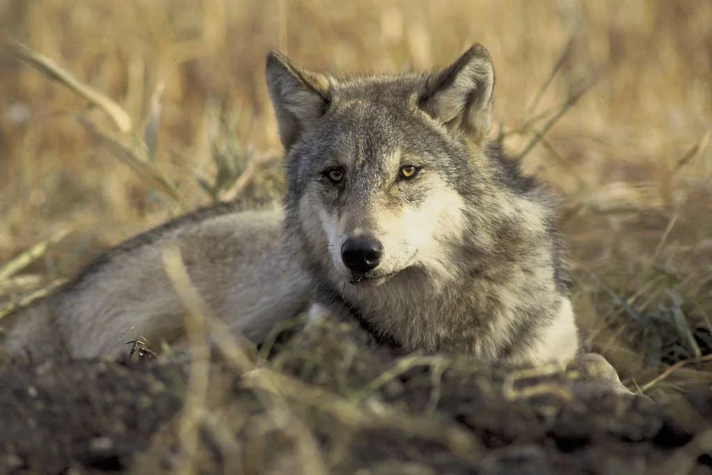USDA Demands Colorado Rewrite Wolf Rules After Trump Order