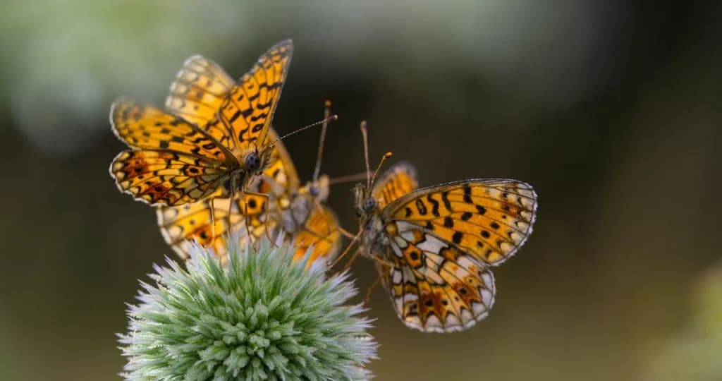 Dan Tapster Shares Behind-the-Scenes Nature Filming Secrets at Vilar
