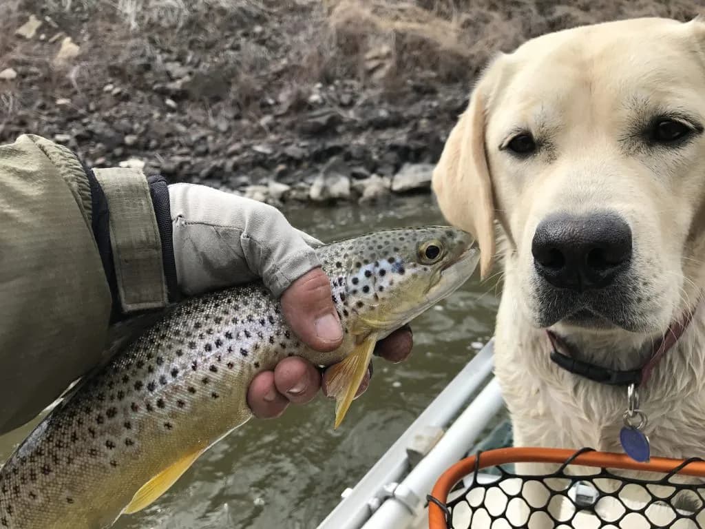 Eagle River Caddis Hatch Drives Fishing Frenzy