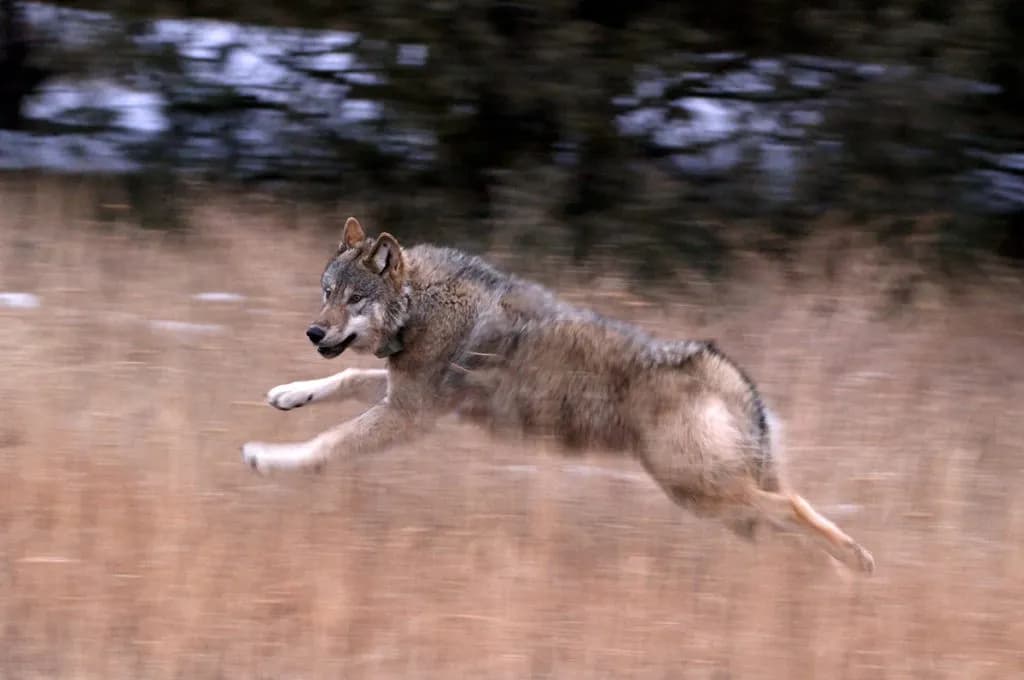 Ute Mountain Tribe Signs Wolf Management Pact With Colorado