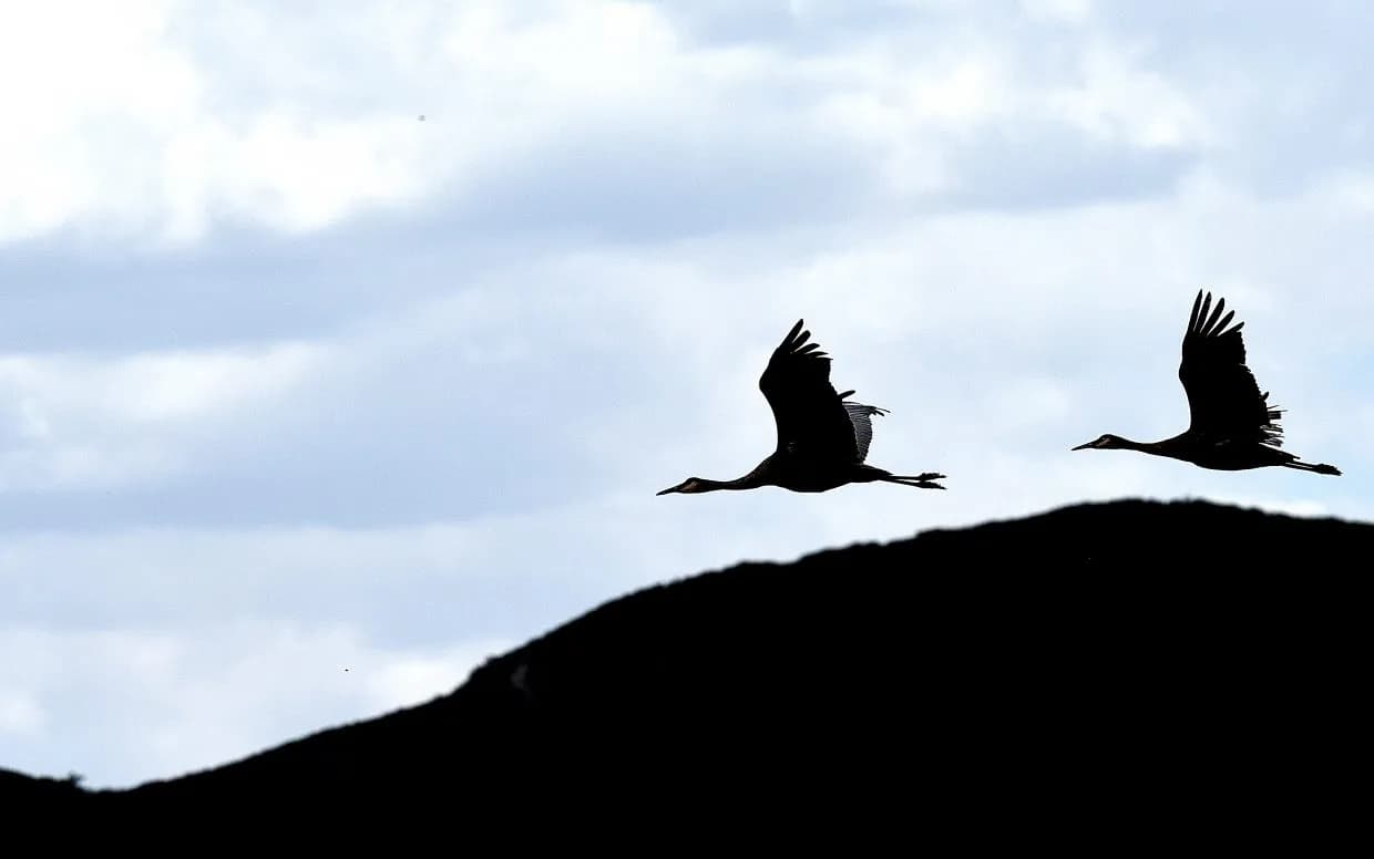Yampa Valley Crane Conservation Coalition Seeks $5,000 to Rebuild Nest Camera
