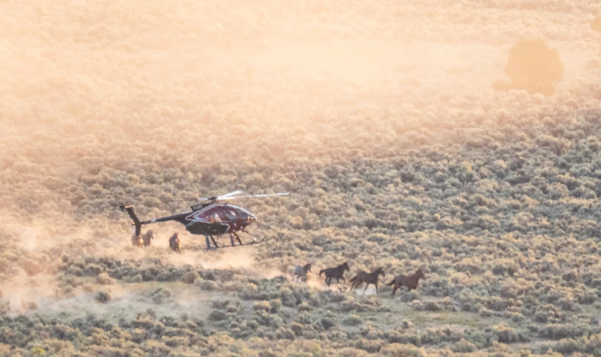 BLM Removes 180 Mustangs from Piceance Basin Amid 95-Degree Heat