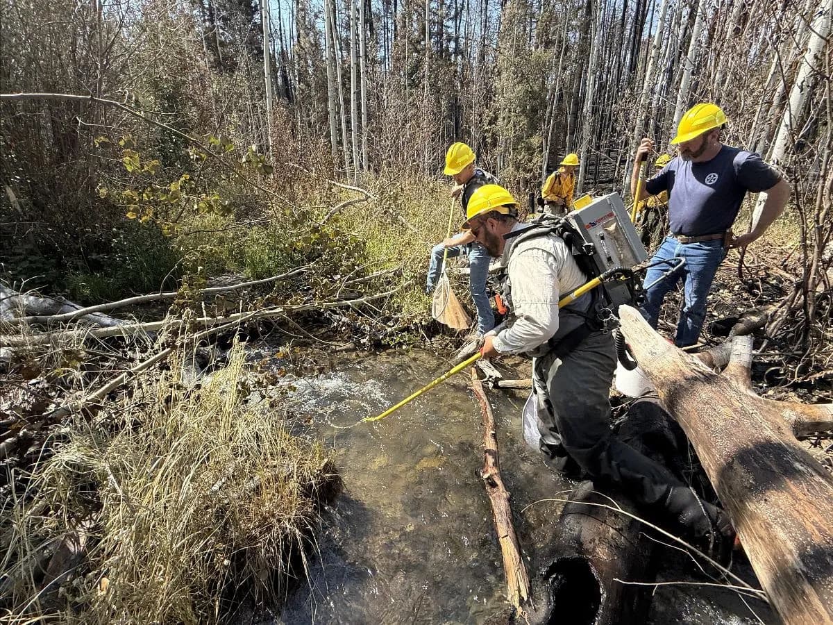 CPW Biologists Rescue 103 Cutthroat Trout from Gold Mountain Fire