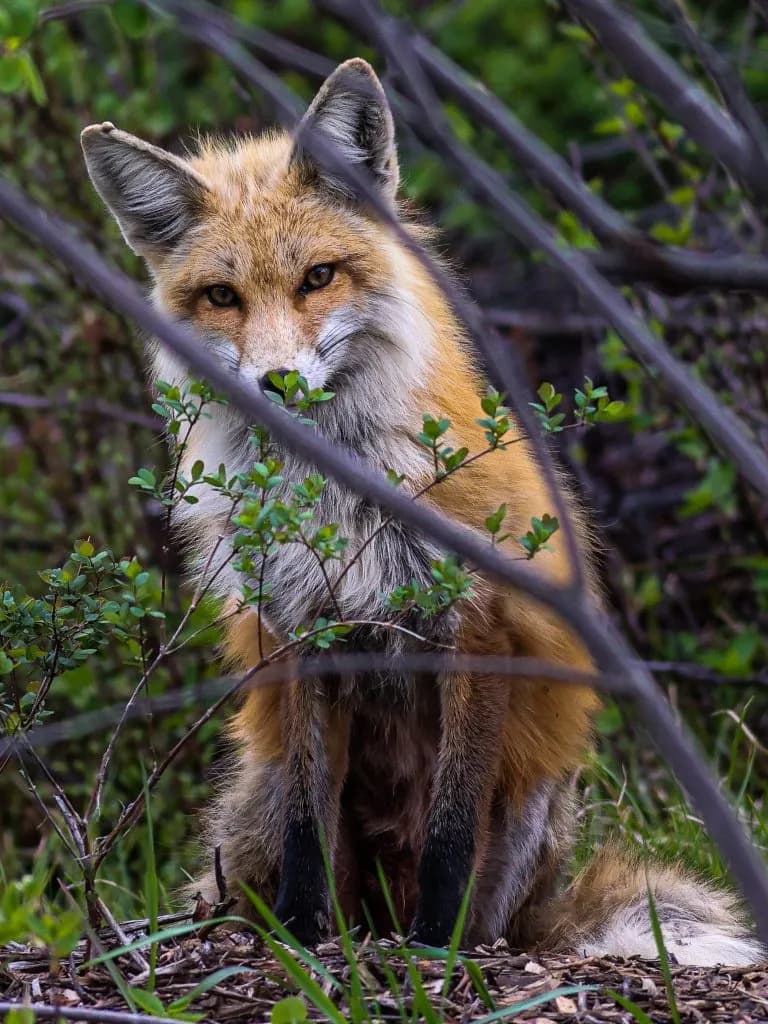 Colorado Considers Ban on Commercial Fur Sales Amid Debate