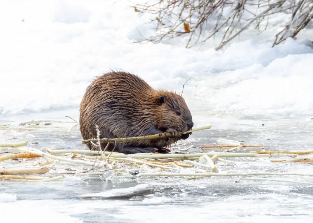 Colorado Rejects Bill Protecting Beavers