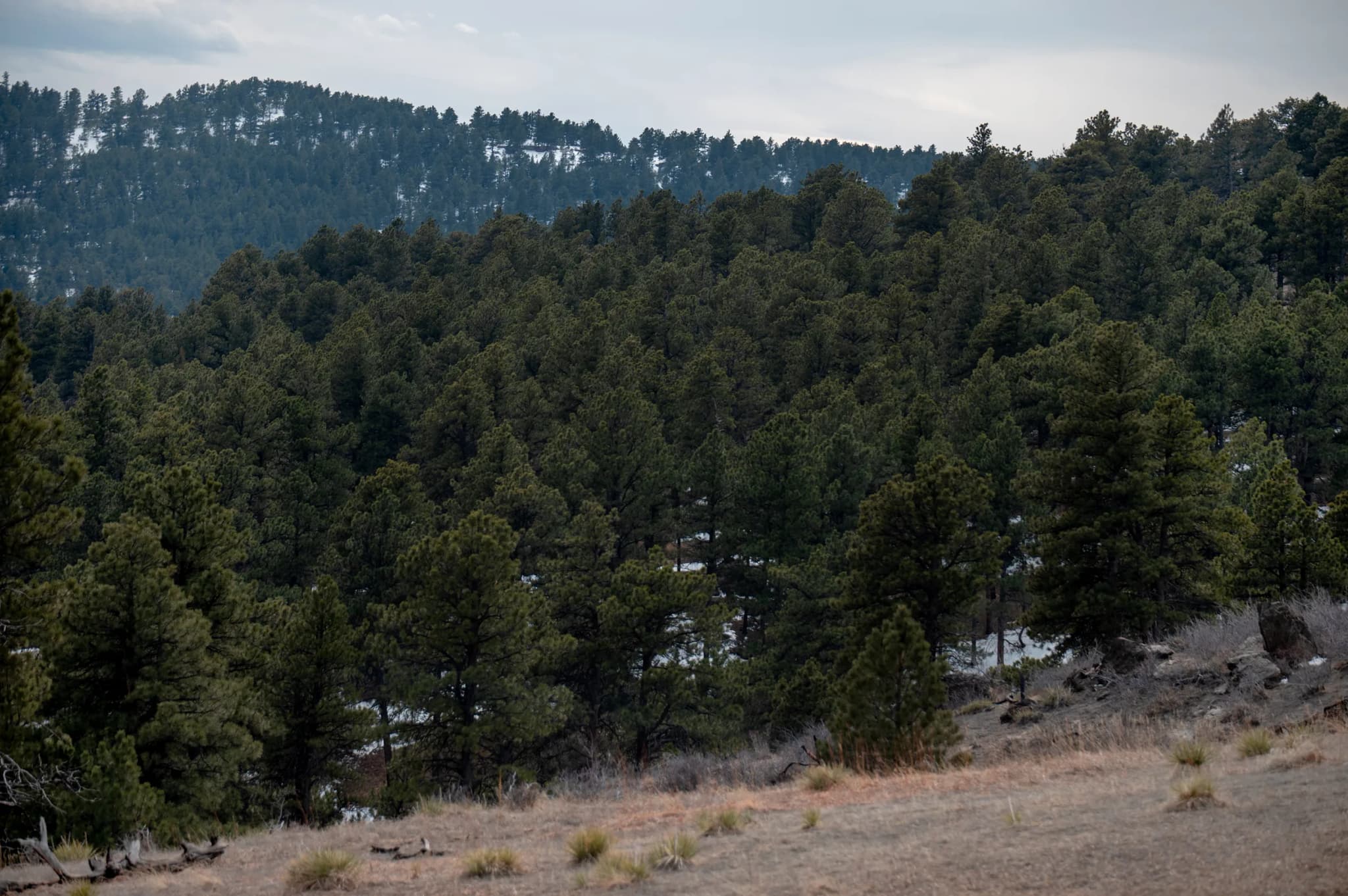 CDOT Launches $4 Million Fire Mitigation Project on Five Colorado Highways