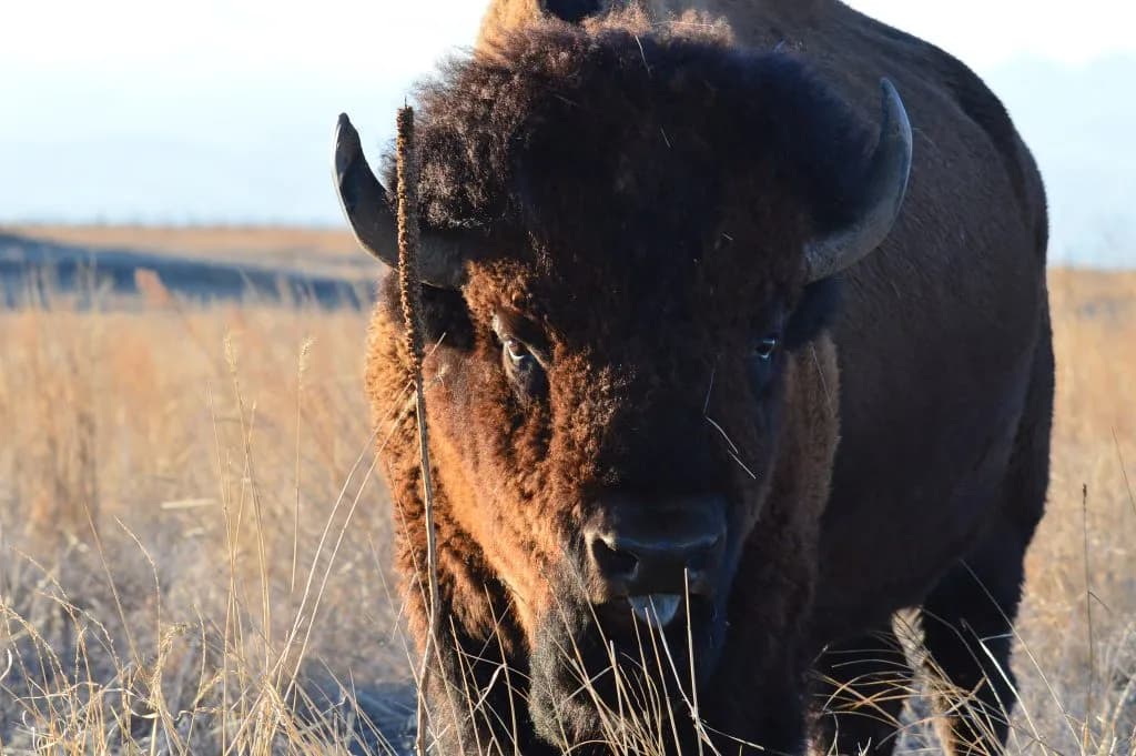Montana Bison Conservation Affects Western Slope Ecosystem