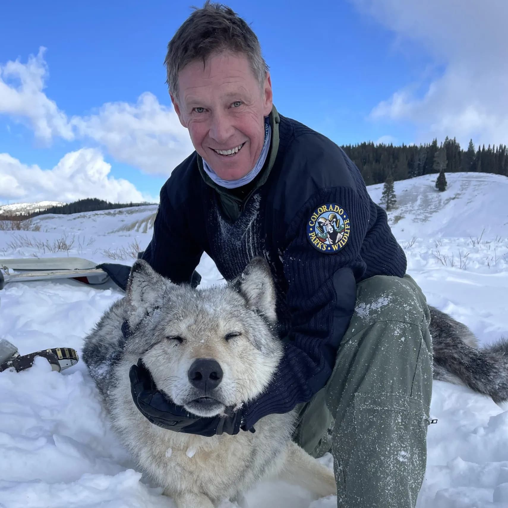 Colorado Wolf Population Stalls at 32 as Program Manager Retires