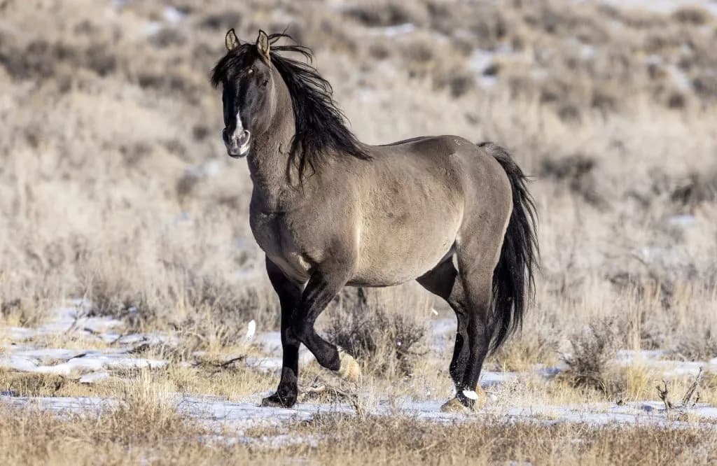 BLM Switches to Helicopters to Cull 245 Sand Wash Basin Horses