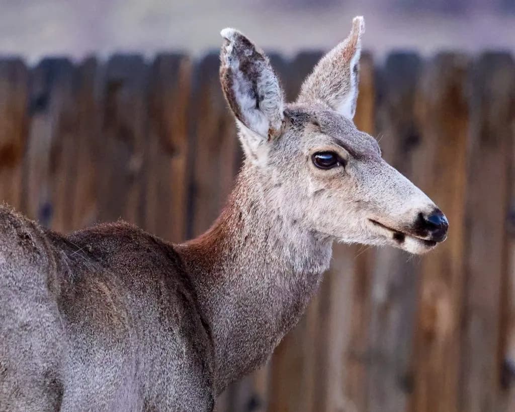 Polis Withdraws Wildlife Commission Nominations Amid Controversy
